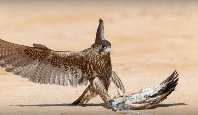 %d9%8a%d8%a8%d8%af%d8%a3 3 %d8%af%d9%8a%d8%b3%d9%85%d8%a8%d8%b1 %d8%a7%d9%84%d8%b5%d9%82%d8%a7%d8%b1%d9%88%d9%86 %d9%8a%d8%b3%d8%aa%d8%b9%d8%af%d9%88%d9%86 %d9%84%d9%85%d9%86%d8%a7%d9%81%d8%b3%d8%a7