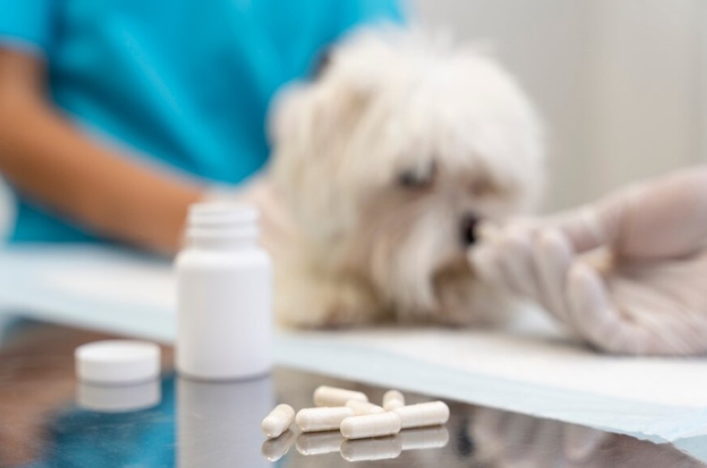 %d8%a7%d9%84%d8%b9%d8%b6%d9%88%d9%8a%d8%a9 %d9%88%d8%a7%d9%84%d9%85%d8%b0%d9%8a%d8%a8%d8%a7%d8%aa 3 %d9%81%d8%a6%d8%a7%d8%aa %d9%84%d8%b4%d9%88%d8%a7%d8%a6%d8%a8 %d8%a7%d9%84%d9%85%d9%88%d8%a7%d8%af