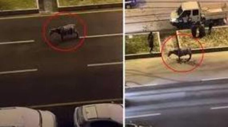 %d9%81%d9%8a%d8%af%d9%8a%d9%88 %d8%ad%d8%b5%d8%a7%d9%86 %d9%8a%d8%aa%d8%ac%d9%85%d9%91%d8%af %d9%88%d8%b3%d8%b7 %d8%a7%d9%84%d8%b9%d9%88%d8%a7%d8%b5%d9%81 %d8%a7%d9%84%d8%ab%d9%84