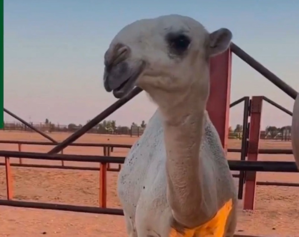 %d8%a7%d9%84%d8%a8%d9%8a%d8%a6%d8%a9 %d8%a7%d9%84%d8%aa%d8%b1%d9%82%d9%8a%d9%85 %d8%a7%d9%84%d8%a5%d9%84%d9%83%d8%aa%d8%b1%d9%88%d9%86%d9%8a %d9%84%d9%84%d8%a5%d8%a8%d9%84 %d9%87%d9%88%d9%8a