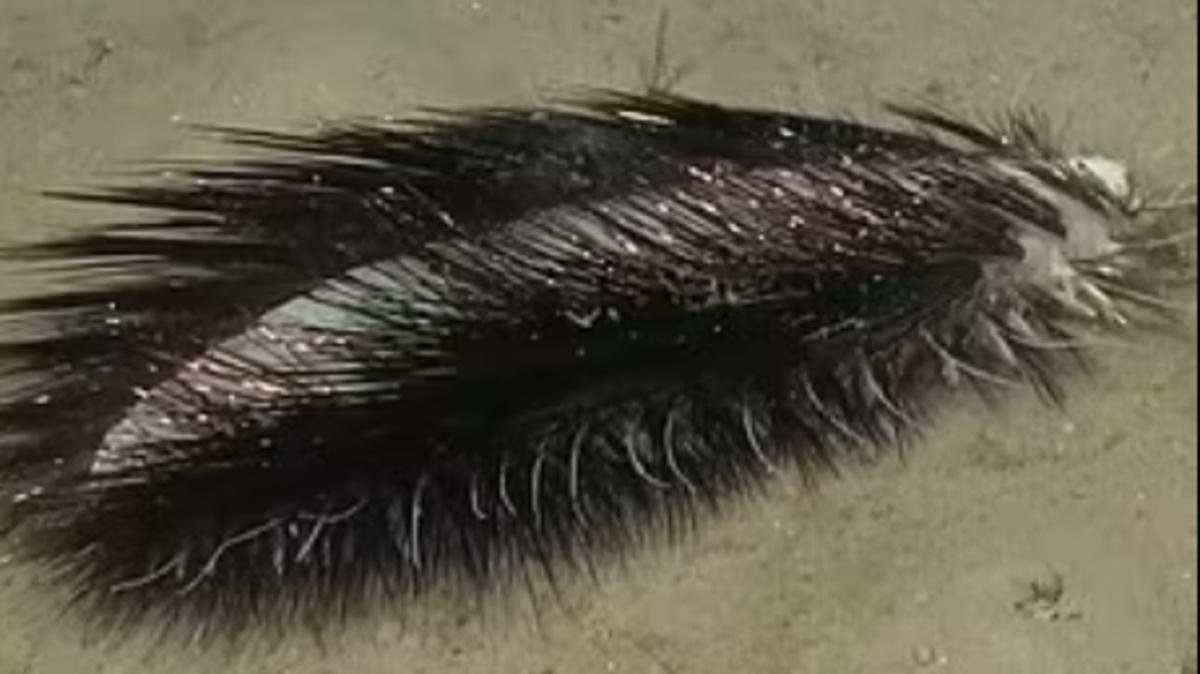 %d9%85%d8%ae%d9%84%d9%88%d9%82 %d8%a8%d9%82%d8%a7%d8%b9 %d8%a7%d9%84%d9%85%d8%ad%d9%8a%d8%b7 %d9%8a%d8%ab%d9%8a%d8%b1 %d8%ad%d9%8a%d8%b1%d8%a9 %d8%a7%d9%84%d8%b9%d9%84%d9%85%d8%a7%d8%a1 %d9%82%d8%af