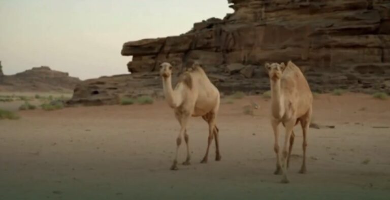 %d8%aa%d9%82%d8%af%d9%8a%d9%85 %d8%aa%d8%ba%d8%b0%d9%8a%d8%a9 %d9%85%d8%aa%d9%88%d8%a7%d8%b2%d9%86%d8%a9 %d9%88%d8%a7%d9%84%d8%a7%d9%87%d8%aa%d9%85%d8%a7%d9%85 %d8%a8%d8%a7%d9%84%d8%b1%d8%a7%d8%ad