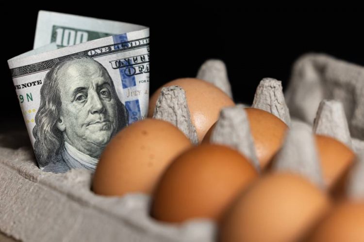 %d8%a3%d8%b3%d8%b9%d8%a7%d8%b1 %d8%a7%d9%84%d8%a8%d9%8a%d8%b6 %d8%aa%d8%ae%d8%b1%d8%ac %d8%b9%d9%86 %d8%a7%d9%84%d8%b3%d9%8a%d8%b7%d8%b1%d8%a9 %d9%81%d9%8a %d8%a7%d9%84%d9%88%d9%84%d8%a7%d9%8a%d8%a7