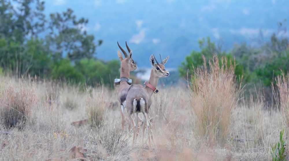 %d9%85%d8%aa%d9%86%d8%b2%d9%87 %d8%a7%d9%84%d8%b3%d9%88%d8%af%d8%a9 %d8%a7%d9%84%d8%ad%d9%8a%d8%a7%d8%a9 %d8%a7%d9%84%d9%81%d8%b7%d8%b1%d9%8a%d8%a9 %d8%aa%d8%b7%d9%84%d9%82 26 %d9%83%d8%a7%d8%a6