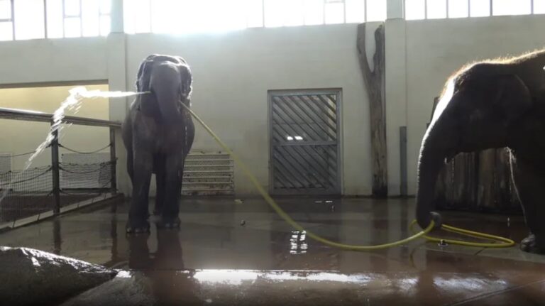 %d9%82%d8%af%d8%b1%d8%a7%d8%aa %d9%85%d8%b0%d9%87%d9%84%d8%a9 %d9%81%d9%8a%d9%84%d8%a9 %d8%aa%d8%b3%d8%aa%d8%ad%d9%85 %d8%a8%d8%a7%d9%84%d8%ae%d8%b1%d8%b7%d9%88%d9%85 %d9%88%d8%a3%d8%ae%d8%b1%d9%89