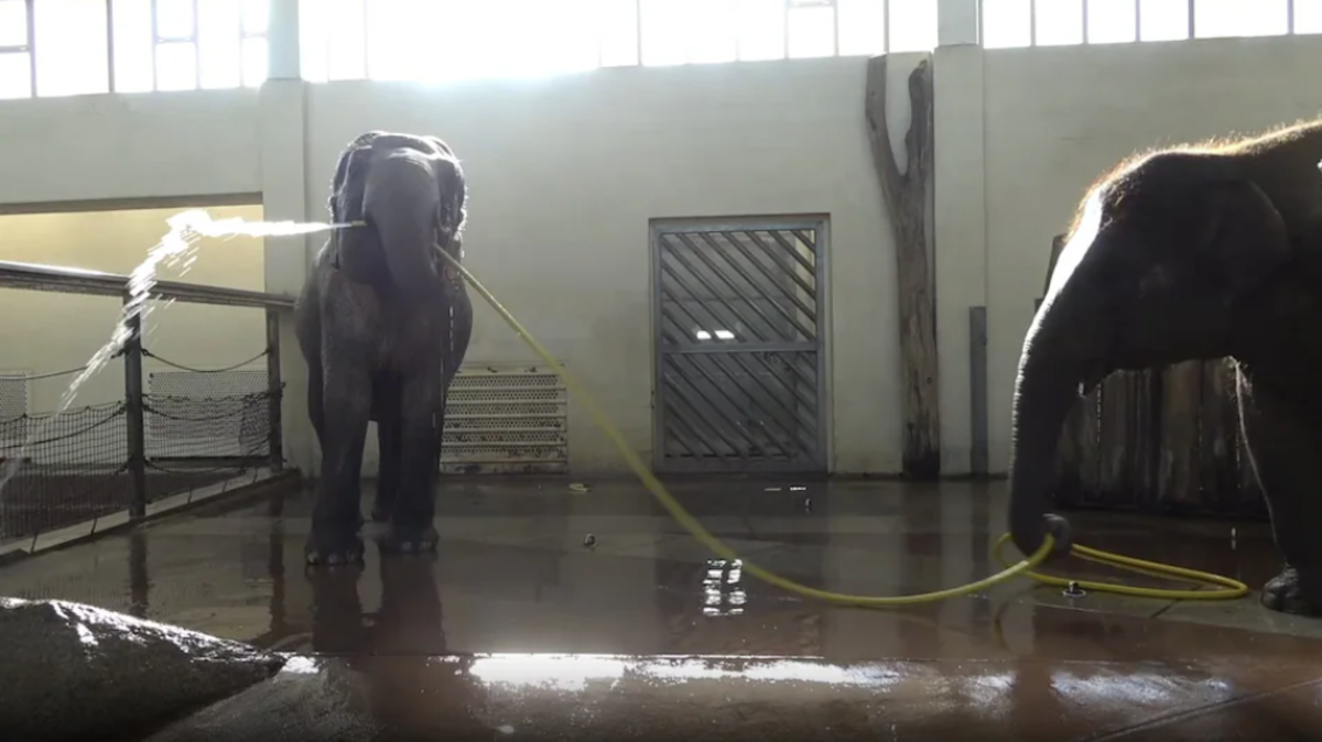 %d9%82%d8%af%d8%b1%d8%a7%d8%aa %d9%85%d8%b0%d9%87%d9%84%d8%a9 %d9%81%d9%8a%d9%84%d8%a9 %d8%aa%d8%b3%d8%aa%d8%ad%d9%85 %d8%a8%d8%a7%d9%84%d8%ae%d8%b1%d8%b7%d9%88%d9%85 %d9%88%d8%a3%d8%ae%d8%b1%d9%89