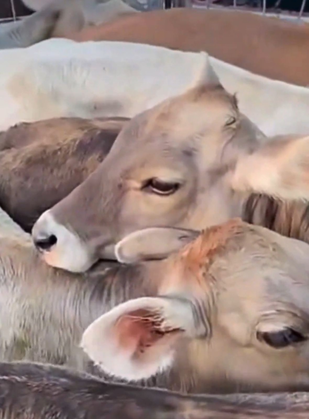 %d8%a7%d9%84%d8%a8%d9%8a%d8%a6%d8%a9 %d8%aa%d8%ad%d8%b5%d9%8a%d9%86 %d8%a7%d9%84%d8%a3%d8%a8%d9%82%d8%a7%d8%b1 %d8%b6%d8%af %d8%a7%d9%84%d8%ad%d9%85%d9%89 %d8%a7%d9%84%d9%85%d8%a7