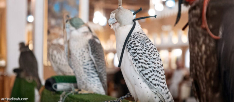 %d8%a8%d9%8a%d8%b9 %d9%81%d8%b1%d8%ae%d9%8a %d8%b4%d8%a7%d9%87%d9%8a%d9%86 %d8%a8%d9%80191 %d8%a3%d9%84%d9%81 %d8%b1%d9%8a%d8%a7%d9%84