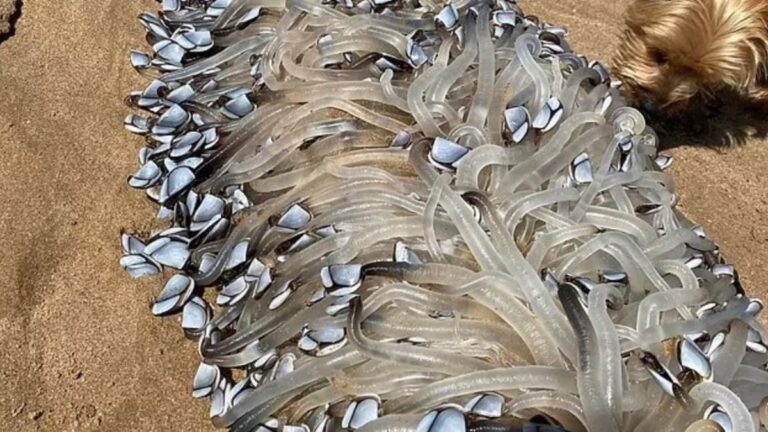 %d9%85%d8%ae%d9%84%d9%88%d9%82 %d8%ba%d8%b1%d9%8a%d8%a8 %d9%8a%d8%b8%d9%87%d8%b1 %d9%81%d9%8a %d8%a3%d8%b3%d8%aa%d8%b1%d8%a7%d9%84%d9%8a%d8%a7 %d9%88%d8%a7%d9%84%d8%b3%d9%83%d8%a7%d9%86 %d9%8a%d8%b9