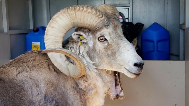 %d8%a7%d8%b3%d8%aa%d9%86%d8%b3%d8%ae %d8%b3%d8%b1%d8%a7%d9%8b %d8%ae%d8%b1%d9%88%d9%81 %d8%b9%d9%85%d9%84%d8%a7%d9%82 %d9%8a%d8%b6%d8%b9 %d8%a3%d9%85%d9%8a%d8%b1%d9%83%d8%a7 %d9%81%d9%8a %d8%ad