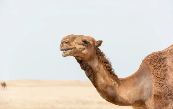 %d8%a7%d9%84%d8%ba%d8%b0%d8%a7%d8%a1 %d9%88%d8%a7%d9%84%d8%af%d9%88%d8%a7%d8%a1 %d8%a7%d9%84%d8%b3%d8%b9%d9%88%d8%af%d9%8a%d8%a9 %d8%aa%d8%ad%d8%b0%d8%b1 %d9%85%d9%86 %d8%b4%d8%b1%d8%a8 %d8%ad%d9%84