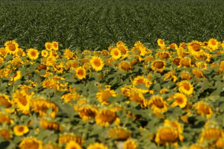 %d8%aa%d8%b1%d8%a7%d8%ac%d8%b9 %d9%85%d8%ad%d8%b5%d9%88%d9%84 %d8%af%d9%88%d8%a7%d8%b1 %d8%a7%d9%84%d8%b4%d9%85%d8%b3 %d8%a7%d9%84%d8%a3%d9%88%d9%83%d8%b1%d8%a7%d9%86%d9%8a %d9%8a%d9%87%d8%af%d8%af