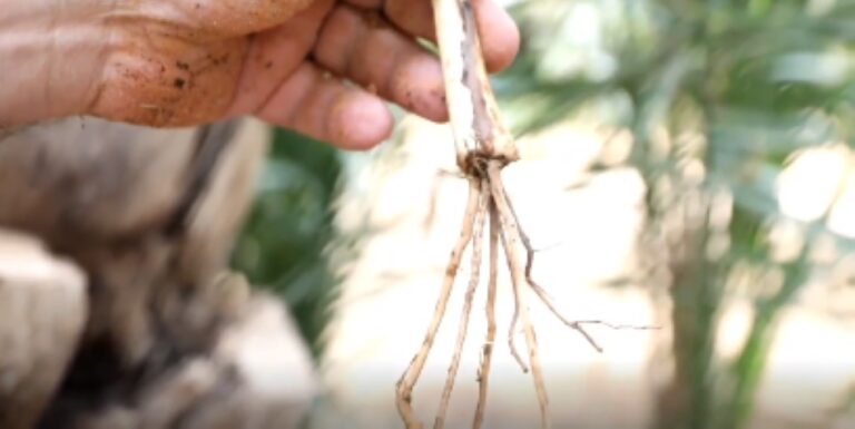 %d8%a7%d9%84%d8%b2%d8%b1%d8%a7%d8%b9%d8%a9 %d8%aa%d9%86%d9%81%d9%8a %d8%a5%d9%85%d9%83%d8%a7%d9%86%d9%8a%d8%a9 %d8%a5%d9%86%d8%aa%d8%a7%d8%ac %d9%81%d8%b3%d8%a7%d8%a6%d9%84 %d9%85%d8%b7%d8%a7