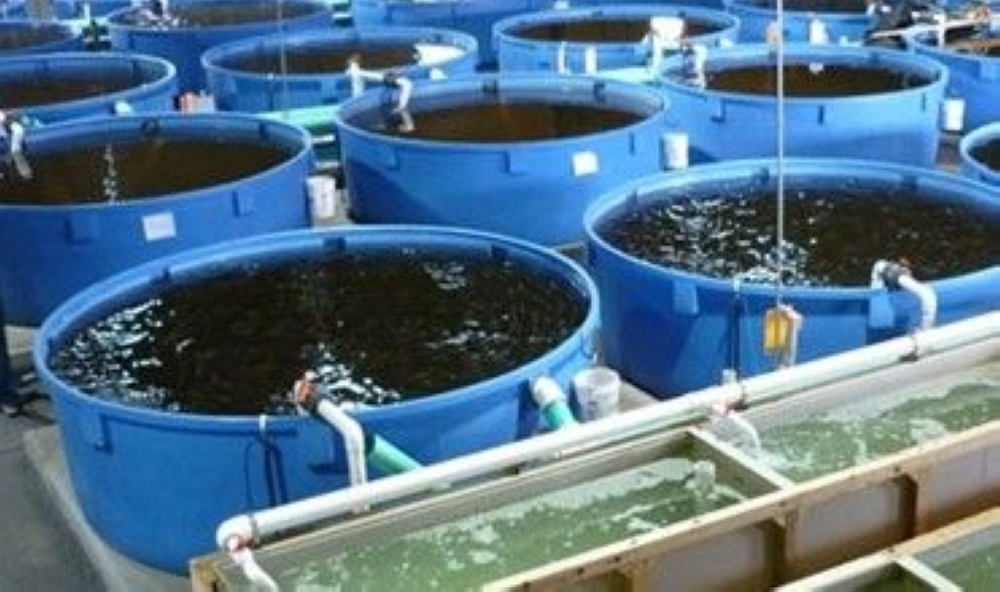 %d8%a7%d9%84%d8%ab%d8%b1%d9%88%d8%a9 %d8%a7%d9%84%d8%b3%d9%85%d9%83%d9%8a%d8%a9 %d8%a7%d9%84%d8%b4%d8%aa%d8%a7%d8%a1 %d9%8a%d9%8f%d8%a8%d8%b7%d8%a6 %d9%86%d9%85%d9%88 %d9%88%d8%aa%d9%83%d8%a7