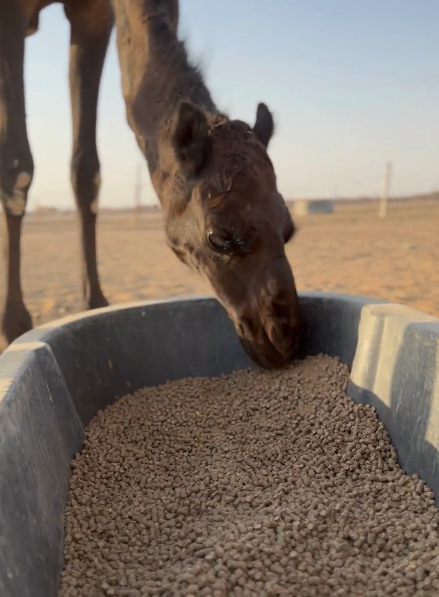 %d8%a7%d9%84%d8%a5%d8%b1%d8%b4%d8%a7%d8%af %d8%a7%d9%84%d8%b2%d8%b1%d8%a7%d8%b9%d9%8a %d9%8a%d8%ad%d8%b0%d8%b1 %d9%85%d9%86 %d8%a7%d9%84%d8%a5%d9%81%d8%b1%d8%a7%d8%b7 %d9%81%d9%8a %d8%aa%d9%82%d8%af