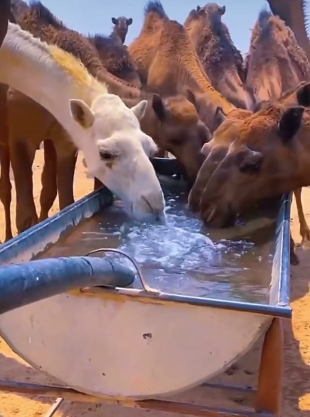 %d8%a7%d9%84%d8%b2%d8%b1%d8%a7%d8%b9%d8%a9 %d8%aa%d8%af%d8%b9%d9%88 %d9%85%d8%b1%d8%a8%d9%8a %d8%a7%d9%84%d8%a5%d8%a8%d9%84 %d9%84%d9%84%d9%88%d9%82%d8%a7%d9%8a%d8%a9 %d9%85%d9%86 %d8%a3%d9%85