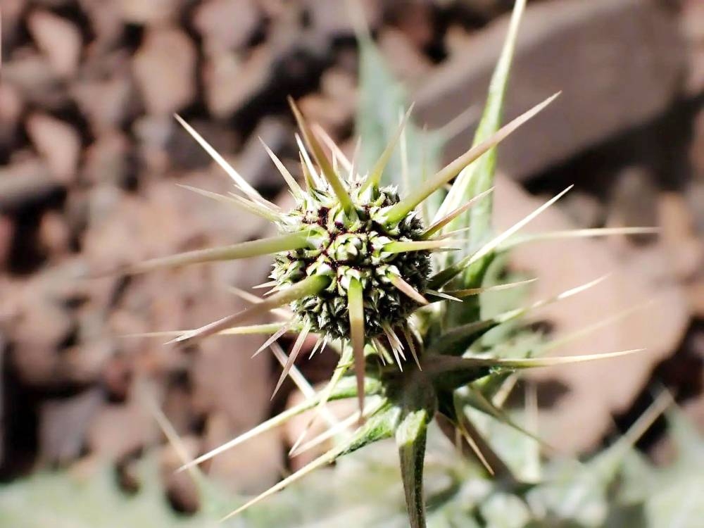 5 %d8%a7%d9%83%d8%aa%d8%b4%d8%a7%d9%81%d8%a7%d8%aa %d8%ac%d8%af%d9%8a%d8%af%d8%a9 %d9%81%d9%8a %d9%85%d8%ad%d9%85%d9%8a%d8%a9 %d8%a7%d9%84%d8%a3%d9%85%d9%8a%d8%b1 %d9%85%d8%ad%d9%85%d8%af %d8%a8%d9%86