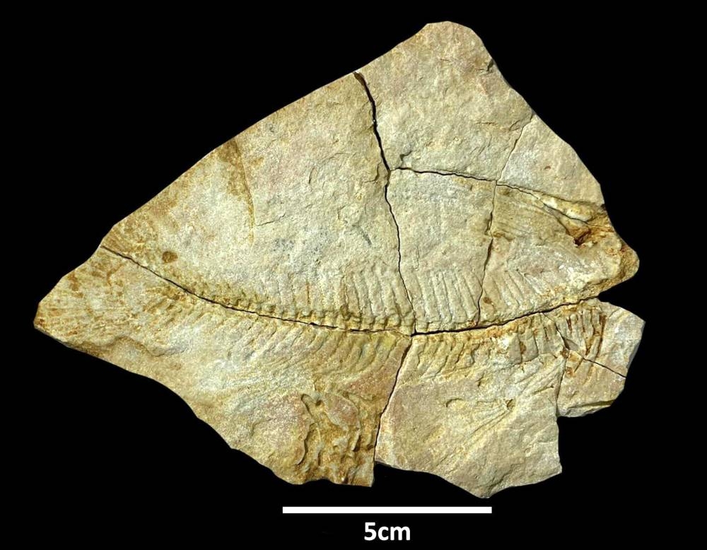 %d8%a7%d9%83%d8%aa%d8%b4%d8%a7%d9%81 %d8%aa%d8%a7%d8%b1%d9%8a%d8%ae%d9%8a %d9%84%d8%a8%d9%82%d8%a7%d9%8a%d8%a7 %d9%83%d8%a7%d8%a6%d9%86%d8%a7%d8%aa %d8%a8%d8%ad%d8%b1%d9%8a%d8%a9 %d8%b9%d9%85%d8%b1