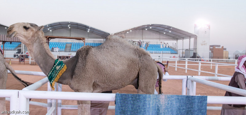 1000 %d8%b9%d8%a7%d9%85%d9%88%d8%af %d8%a5%d9%86%d8%a7%d8%b1%d8%a9 %d8%aa%d8%b6%d9%8a%d8%a1 %d8%a7%d9%84%d8%b5%d9%8a%d8%a7%d9%87%d8%af