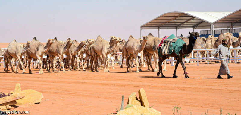 %d8%a5%d8%b7%d9%84%d8%a7%d9%82 %d8%aa%d8%b7%d8%a8%d9%8a%d9%82 %d8%a7%d9%84%d8%ba%d8%b2%d8%a7%d9%8a%d8%b2 %d9%81%d9%8a %d9%85%d9%86%d8%a7%d9%81%d8%b3%d8%a7%d8%aa %d8%a7%d9%84%d8%ac%d9%85