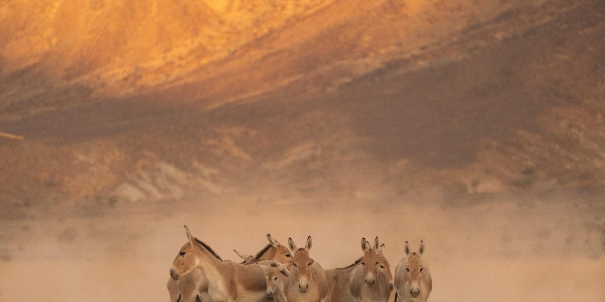 %d9%85%d8%ad%d9%85%d9%8a%d8%a9 %d8%a7%d9%84%d8%a3%d9%85%d9%8a%d8%b1 %d9%85%d8%ad%d9%85%d8%af %d8%a8%d9%86 %d8%b3%d9%84%d9%85%d8%a7%d9%86 %d8%a7%d9%84%d9%85%d9%84%d9%83%d9%8a%d8%a9 %d8%aa%d9%8f%d8%b9