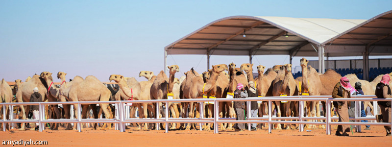 %d9%85%d9%87%d8%b1%d8%ac%d8%a7%d9%86 %d8%a7%d9%84%d8%a5%d8%a8%d9%84 160 %d9%81%d8%b1%d8%af%d9%8a%d8%a9 %d8%aa%d8%aa%d9%86%d8%a7%d9%81%d8%b3 %d9%81%d9%8a %d8%b4%d9%88%d8%b7 %d9%86%d8%ae%d8%a8%d8%a9