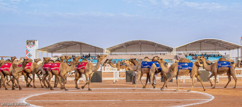 %d9%85%d9%87%d8%b1%d8%ac%d8%a7%d9%86 %d8%a7%d9%84%d8%a5%d8%a8%d9%84 %d8%a7%d9%84%d8%b1%d8%b4%d9%8a%d8%af%d9%8a %d9%8a%d8%aa%d8%b2%d8%b9%d9%85 %d8%aa%d8%ad%d8%af%d9%8a %d8%a7%d9%84%d8%b7%d8%a8%d8%b9