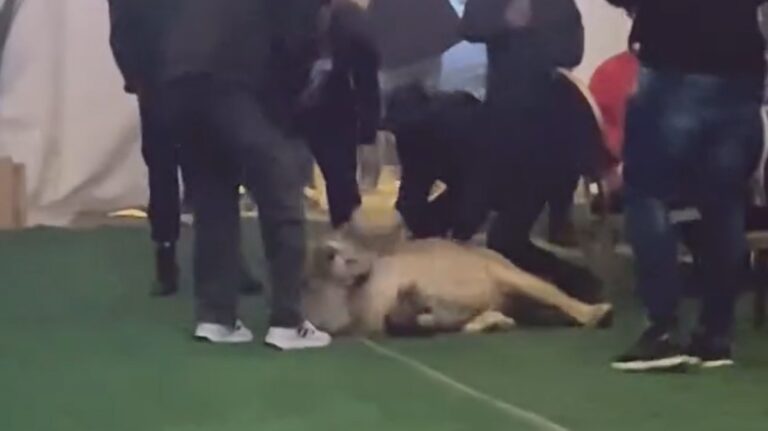 %d9%81%d9%8a%d8%af%d9%8a%d9%88 %d9%84%d8%a3%d8%b3%d8%af %d8%a8%d9%8a%d9%86 %d8%a7%d9%84%d9%85%d8%af%d8%b9%d9%88%d9%8a%d9%86 %d9%84%d8%ad%d9%81%d9%84 %d8%b2%d9%81%d8%a7%d9%81 %d9%84%d9%8a%d8%a8%d9%8a