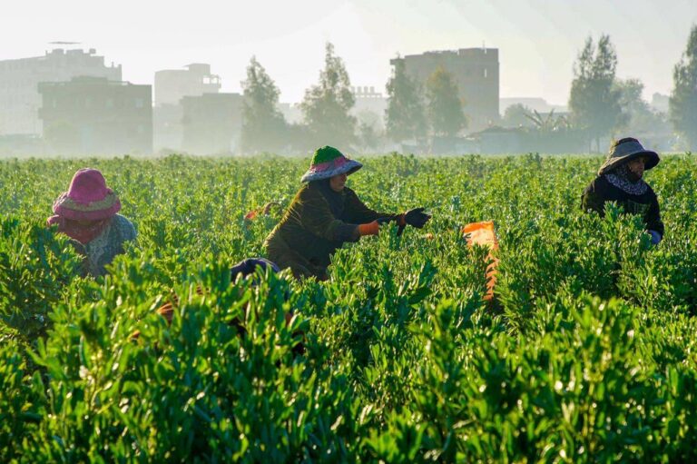 %d8%a3%d9%85%d9%8a%d9%86 %d8%a7%d8%aa%d9%81%d8%a7%d9%82%d9%8a%d8%a9 %d9%85%d9%83%d8%a7%d9%81%d8%ad%d8%a9 %d8%a7%d9%84%d8%aa%d8%b5%d8%ad%d8%b1 %d9%81%d8%ac%d9%88%d8%a9 %d9%83%d8%a8%d9%8a%d8%b1%d8%a9