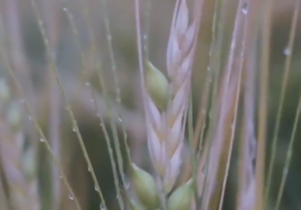 %d8%a7%d9%84%d8%a8%d9%8a%d8%a6%d8%a9 %d8%a7%d9%84%d8%a7%d9%84%d8%aa%d8%b2%d8%a7%d9%85 %d8%a8%d9%85%d9%88%d8%a7%d8%b9%d9%8a%d8%af %d8%a7%d9%84%d8%b2%d8%b1%d8%a7%d8%b9%d8%a9 %d9%8a%d8%ad%d9%85