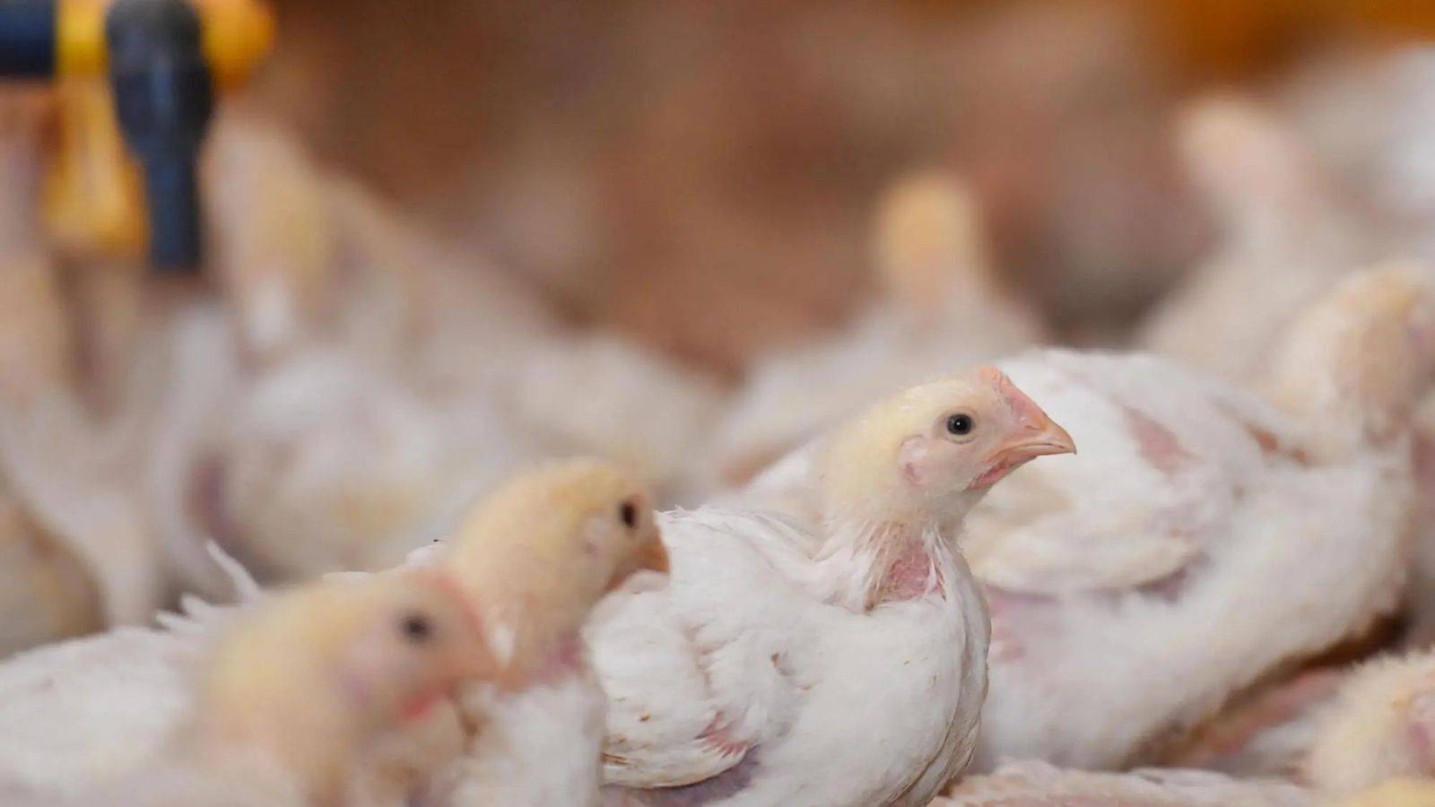 %d8%a5%d8%b5%d8%af%d8%a7%d8%b1 %d8%aa%d9%86%d8%b8%d9%8a%d9%85 %d9%84%d8%aa%d9%86%d9%82%d9%84 %d8%a7%d9%84%d8%af%d9%88%d8%a7%d8%ac%d9%86 %d8%a7%d9%84%d8%ad%d9%8a%d8%a9 %d8%a8%d9%8a%d9%86 %d9%85%d9%86