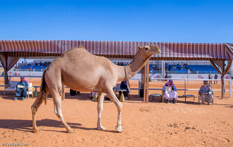 %d9%85%d9%87%d8%b1%d8%ac%d8%a7%d9%86 %d8%a7%d9%84%d8%a5%d8%a8%d9%84 %d9%8a%d9%8f%d8%b7%d9%84%d9%82 %d9%85%d8%a8%d8%a7%d8%af%d8%b1%d8%a9 %d9%82%d9%8a%d9%85%d9%87%d8%a7 %d9%82%d8%a8%d9%84