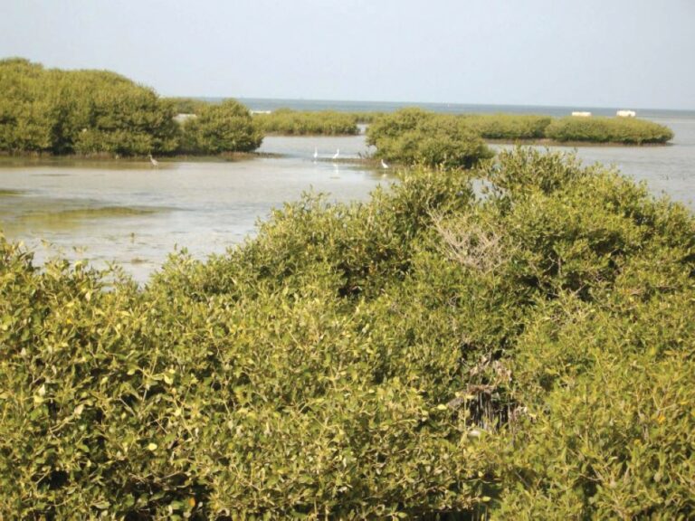 %d9%85%d8%a8%d8%a7%d8%af%d8%b1%d8%a9 %d8%a7%d9%84%d8%b3%d8%b9%d9%88%d8%af%d9%8a%d8%a9 %d8%a7%d9%84%d8%ae%d8%b6%d8%b1%d8%a7%d8%a1 %d8%aa%d9%86%d8%a7%d9%82%d8%b4 %d8%a3%d9%87%d9%85%d9%8a%d8%a9 %d8%ba