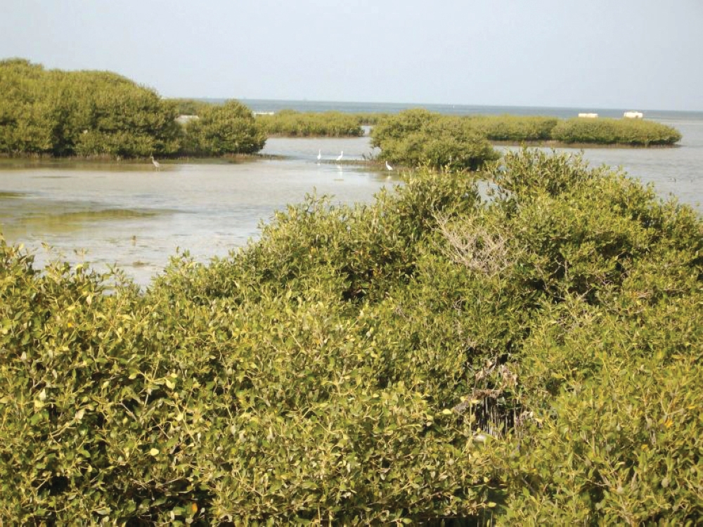 %d9%85%d8%a8%d8%a7%d8%af%d8%b1%d8%a9 %d8%a7%d9%84%d8%b3%d8%b9%d9%88%d8%af%d9%8a%d8%a9 %d8%a7%d9%84%d8%ae%d8%b6%d8%b1%d8%a7%d8%a1 %d8%aa%d9%86%d8%a7%d9%82%d8%b4 %d8%a3%d9%87%d9%85%d9%8a%d8%a9 %d8%ba