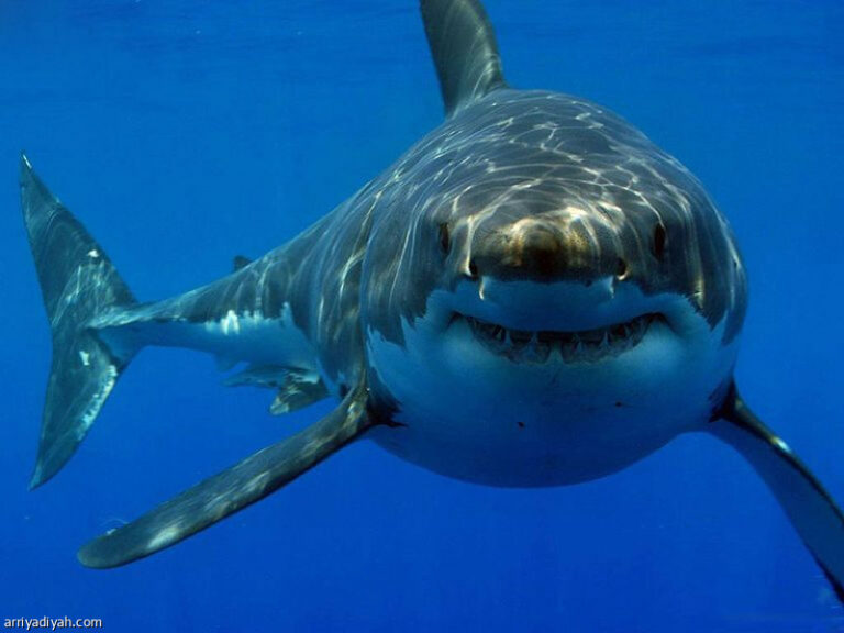 %d9%82%d8%b1%d8%b4 %d9%8a%d9%84%d8%aa%d9%87%d9%85 %d8%b3%d8%a7%d8%a6%d8%ad%d8%a7 %d9%81%d9%8a %d9%85%d8%b5%d8%b1