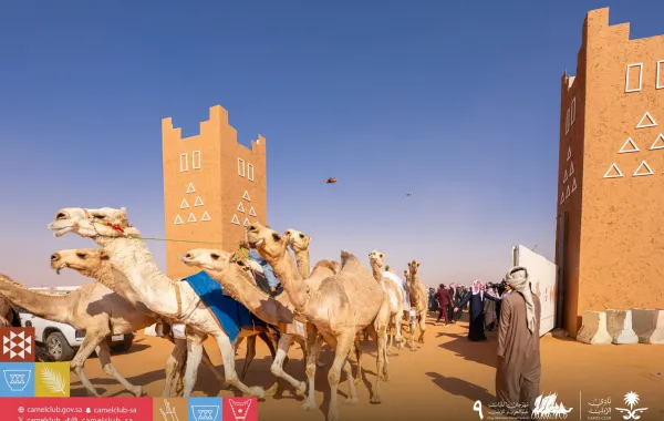 %d8%b3%d9%88%d9%82 %d9%86%d9%82%d9%84 %d8%a7%d9%84%d8%a5%d8%a8%d9%84 %d9%8a%d8%b4%d9%87%d8%af %d9%86%d9%85%d9%88%d9%8b%d8%a7 %d9%85%d9%84%d8%ad%d9%88%d8%b8%d9%8b%d8%a7 %d9%85%d8%b9 %d8%a7%d9%86%d8%b7