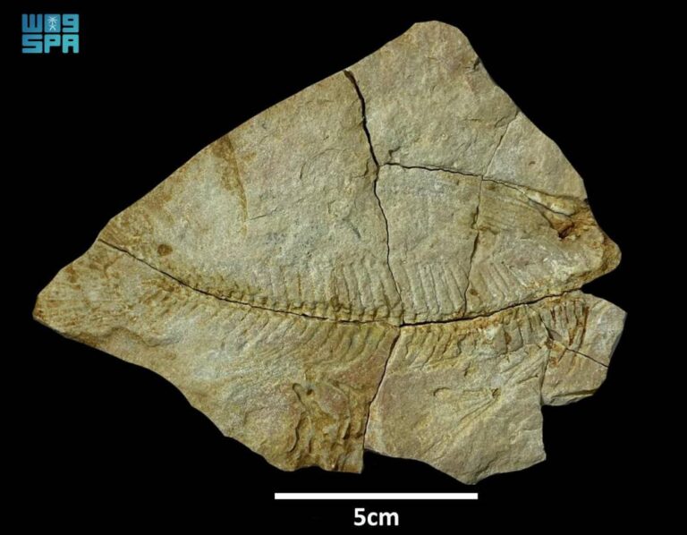 %d8%a7%d9%83%d8%aa%d8%b4%d8%a7%d9%81 %d8%a8%d9%82%d8%a7%d9%8a%d8%a7 %d9%83%d8%a7%d8%a6%d9%86%d8%a7%d8%aa %d8%a8%d8%ad%d8%b1%d9%8a%d8%a9 %d8%b9%d9%85%d8%b1%d9%87%d8%a7 56 %d9%85%d9%84%d9%8a%d9%88%d9%86