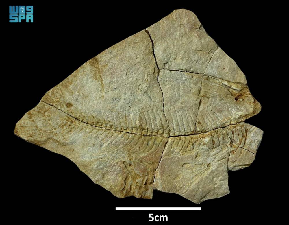 %d8%a7%d9%83%d8%aa%d8%b4%d8%a7%d9%81 %d8%a8%d9%82%d8%a7%d9%8a%d8%a7 %d9%83%d8%a7%d8%a6%d9%86%d8%a7%d8%aa %d8%a8%d8%ad%d8%b1%d9%8a%d8%a9 %d8%b9%d9%85%d8%b1%d9%87%d8%a7 56 %d9%85%d9%84%d9%8a%d9%88%d9%86