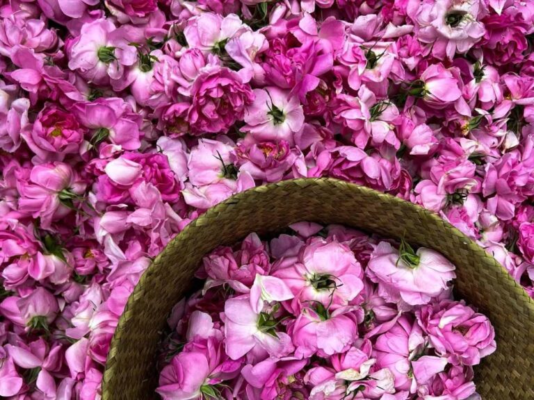 6 %d9%85%d9%85%d8%a7%d8%b1%d8%b3%d8%a7%d8%aa %d8%b9%d8%b1%d8%a8%d9%8a%d9%91%d8%a9 %d9%81%d8%b1%d9%8a%d8%af%d8%a9 %d8%aa%d9%8f%d8%b6%d8%a7%d9%81 %d8%a5%d9%84%d9%89 %d9%82%d8%a7%d8%a6%d9%85%d8%a9 %d8%a7