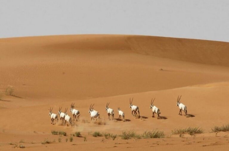 %d8%b5%d9%88%d8%b1 %d8%ac%d9%87%d9%88%d8%af %d9%83%d8%a8%d9%8a%d8%b1%d8%a9 %d9%84%d9%84%d9%85%d9%85%d9%84%d9%83%d8%a9 %d9%81%d9%8a %d8%ad%d9%85%d8%a7%d9%8a%d8%a9 %d8%a7%d9%84%d8%ad%d9%8a%d9%88%d8%a7