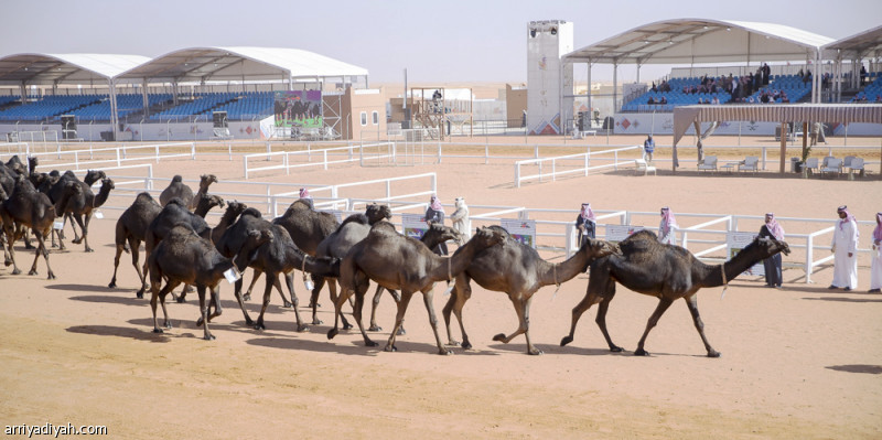 %d8%a7%d9%84%d8%aa%d8%b1%d9%83%d9%8a %d8%a7%d9%84%d8%b7%d8%a7%d8%a6%d8%b1%d8%a9 %d8%a7%d9%84%d8%ae%d8%a7%d8%b5%d8%a9 %d8%a3%d8%b4%d8%b9%d9%84%d8%aa %d8%a7%d9%84%d8%aa%d9%86%d8%a7%d9%81%d8%b3 %d9%81