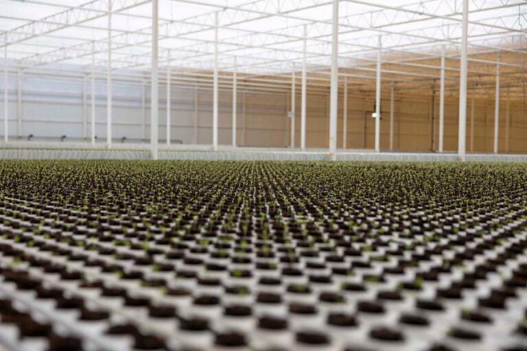 %d8%a7%d8%b7%d9%84%d8%a7%d9%82 %d8%aa%d8%ac%d8%b1%d8%a8%d8%a9 %d8%b2%d8%b1%d8%a7%d8%b9%d9%8a%d8%a9 %d9%85%d8%aa%d8%b7%d9%88%d8%b1%d8%a9 %d9%88%d9%85%d9%82%d8%a7%d9%88%d9%85%d8%a9 %d9%84%d9%84%d8%aa