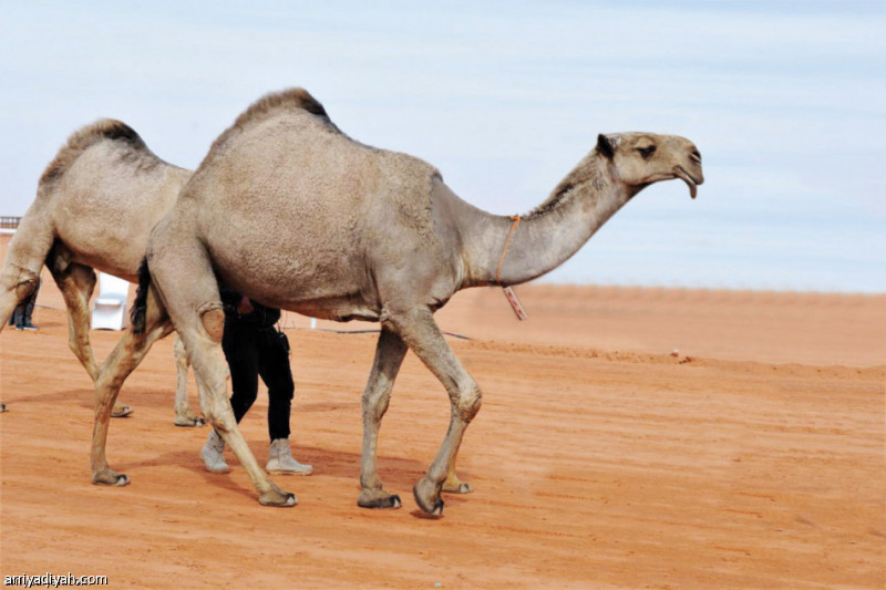 %d8%a7%d8%b1%d8%aa%d9%81%d8%a7%d8%b9 %d8%a3%d8%b3%d8%b9%d8%a7%d8%b1 %d8%a7%d9%84%d8%b4%d8%b9%d9%84 %d8%a8%d9%86%d8%b3%d8%a8%d8%a9 70 %d9%81%d9%8a %d8%a7%d9%84%d9%85%d8%a6%d8%a9