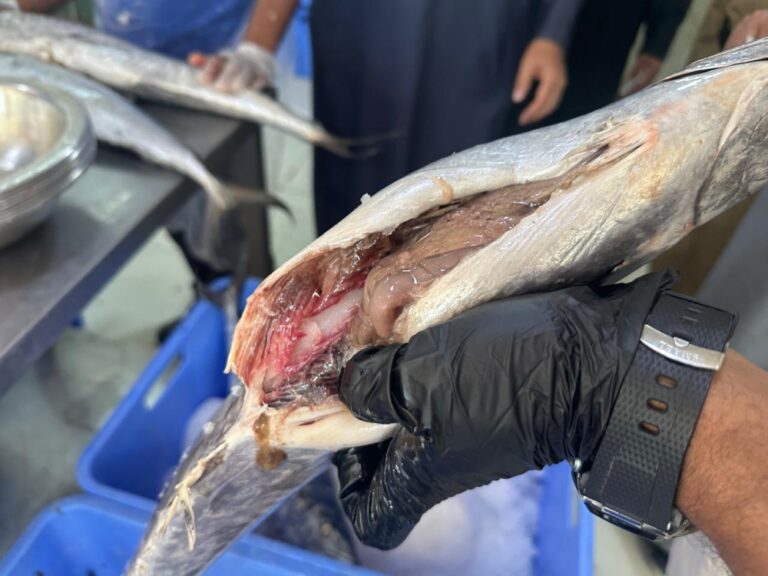 %d9%84%d8%ad%d9%85%d8%a7%d9%8a%d8%a9 %d8%a7%d9%84%d9%85%d8%b3%d8%aa%d9%87%d9%84%d9%83 %d8%b6%d8%a8%d8%b7 3 %d8%a3%d8%b7%d9%86%d8%a7%d9%86 %d9%85%d9%86 %d8%a7%d9%84%d8%b3%d9%85%d9%83 %d8%a7%d9%84