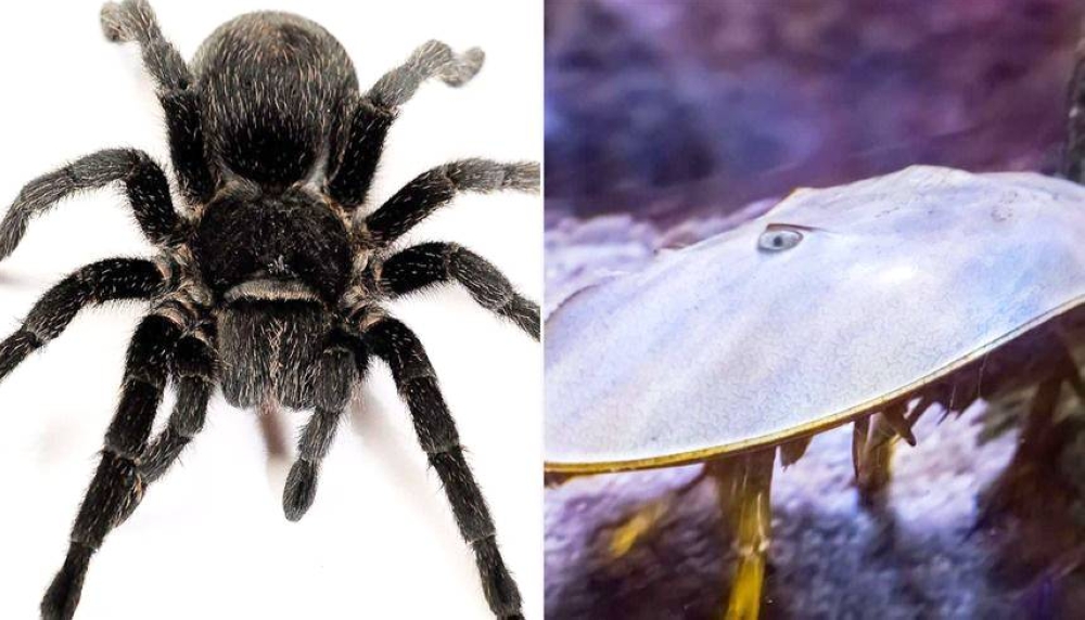 %d8%a7%d9%84%d8%b9%d9%86%d8%a7%d9%83%d8%a8 %d9%88%d8%b3%d8%b1%d8%b7%d8%a7%d9%86 %d8%a7%d9%84%d8%a8%d8%ad%d8%b1 %d8%aa%d8%b9%d8%a7%d9%84%d8%ac %d8%b3%d8%b1%d8%b7%d8%a7%d9%86 %d8%a7%d9%84%d8%ac%d9%84