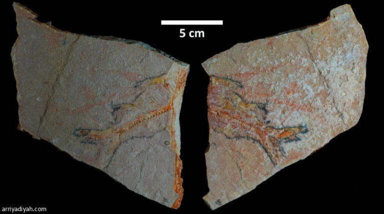 %d8%a7%d9%83%d8%aa%d8%b4%d8%a7%d9%81 %d8%a8%d9%82%d8%a7%d9%8a%d8%a7 %d9%83%d8%a7%d8%a6%d9%86%d8%a7%d8%aa %d9%81%d9%8a %d8%a7%d9%84%d8%b3%d8%b9%d9%88%d8%af%d9%8a%d8%a9 %d8%b9%d9%85%d8%b1%d9%87%d8%a7 56