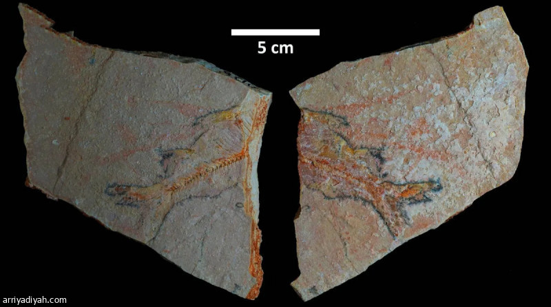 %d8%a7%d9%83%d8%aa%d8%b4%d8%a7%d9%81 %d8%a8%d9%82%d8%a7%d9%8a%d8%a7 %d9%83%d8%a7%d8%a6%d9%86%d8%a7%d8%aa %d9%81%d9%8a %d8%a7%d9%84%d8%b3%d8%b9%d9%88%d8%af%d9%8a%d8%a9 %d8%b9%d9%85%d8%b1%d9%87%d8%a7 56