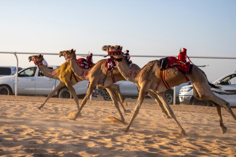 %d8%aa%d8%af%d8%b4%d9%8a%d9%86 %d8%b3%d8%a8%d8%a7%d9%82%d8%a7%d8%aa %d9%85%d9%8a%d8%af%d8%a7%d9%86 %d8%a7%d9%84%d8%b9%d9%84%d8%a7 %d9%84%d9%84%d9%87%d8%ac%d9%86 %d9%84%d8%aa%d8%b9%d8%b2%d9%8a%d8%b2