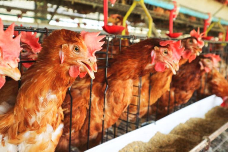 %d8%ad%d8%b8%d8%b1 %d8%a7%d8%b3%d8%aa%d9%8a%d8%b1%d8%a7%d8%af %d8%a7%d9%84%d8%ad%d9%8a%d9%88%d8%a7%d9%86%d8%a7%d8%aa %d9%88%d8%a7%d9%84%d8%b7%d9%8a%d9%88%d8%b1 %d9%88%d8%a7%d9%84%d8%a3%d8%b3%d9%85