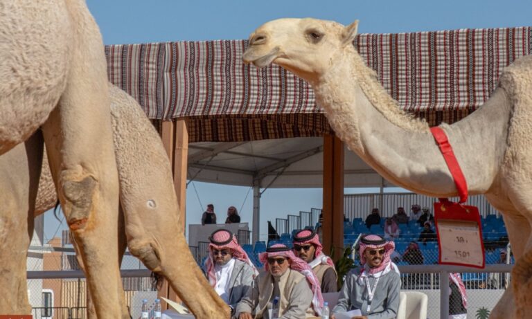 %d9%85%d9%87%d8%b1%d8%ac%d8%a7%d9%86 %d8%a7%d9%84%d8%a5%d8%a8%d9%84 %d9%8a%d8%b9%d8%b2%d8%b2 %d8%a7%d9%84%d8%a7%d8%b3%d8%aa%d8%af%d8%a7%d9%85%d8%a9 %d8%a7%d9%84%d8%a8%d9%8a%d8%a6%d9%8a%d8%a9 %d8%a8